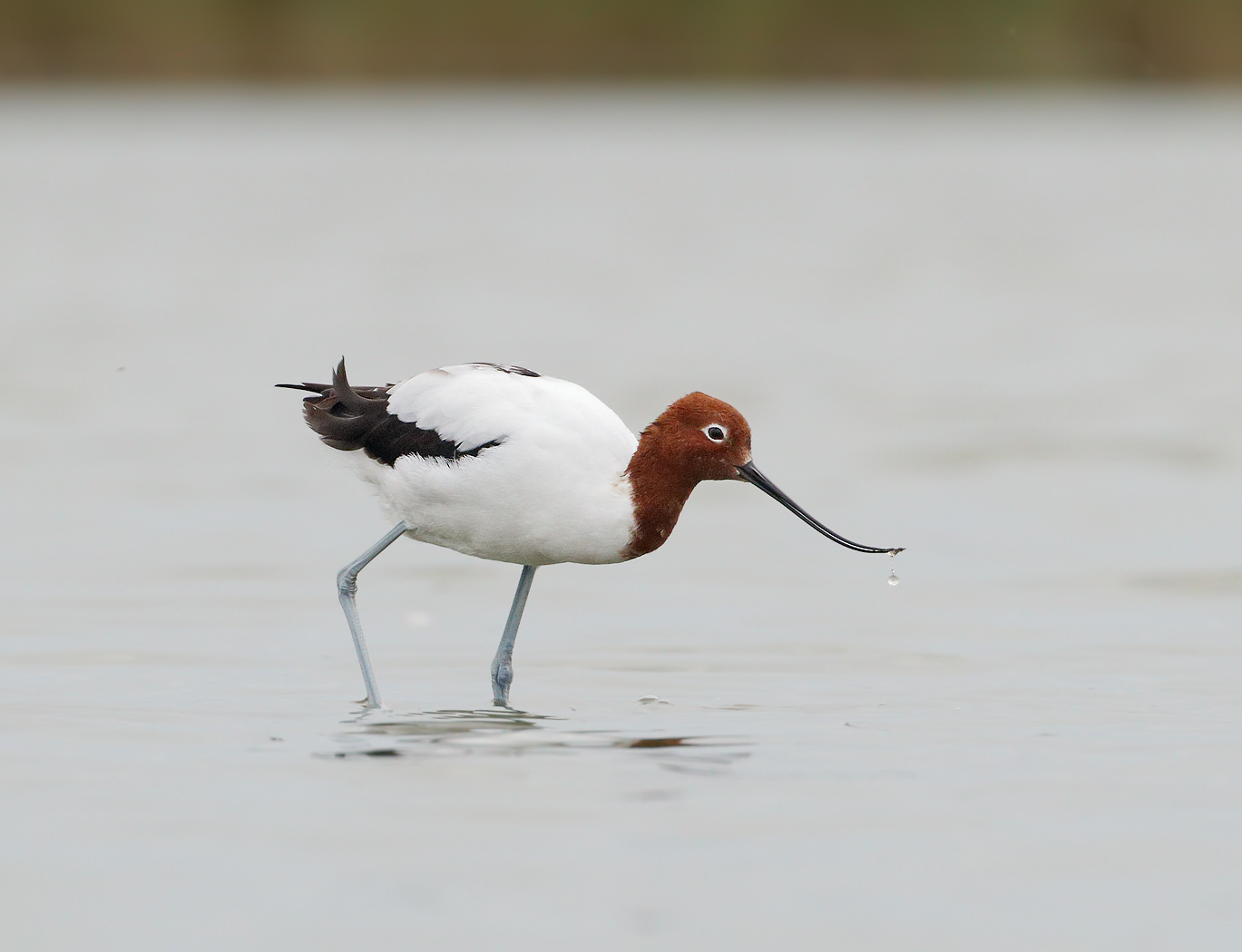 Red-necked Avocet (Image ID 29846)