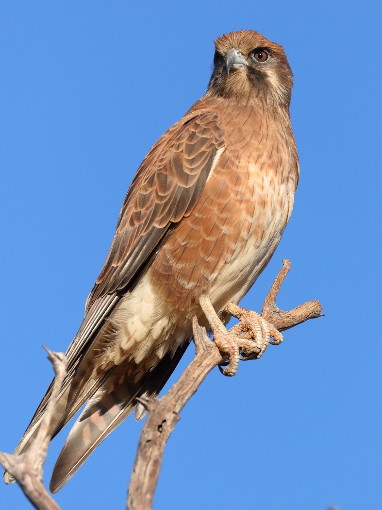 Brown Falcon (Image ID 29842)
