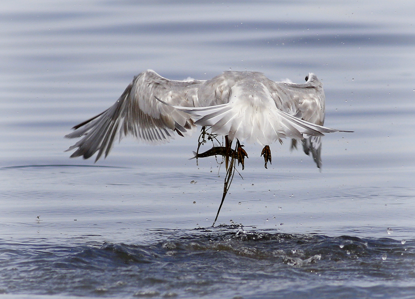 Greater Crested Tern (Image ID 29960)