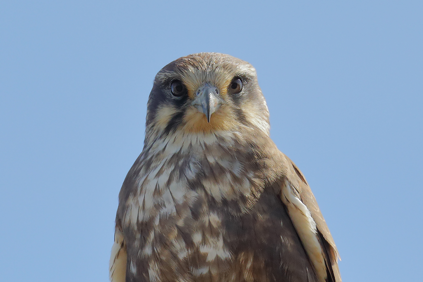 Brown Falcon (Image ID 30387)