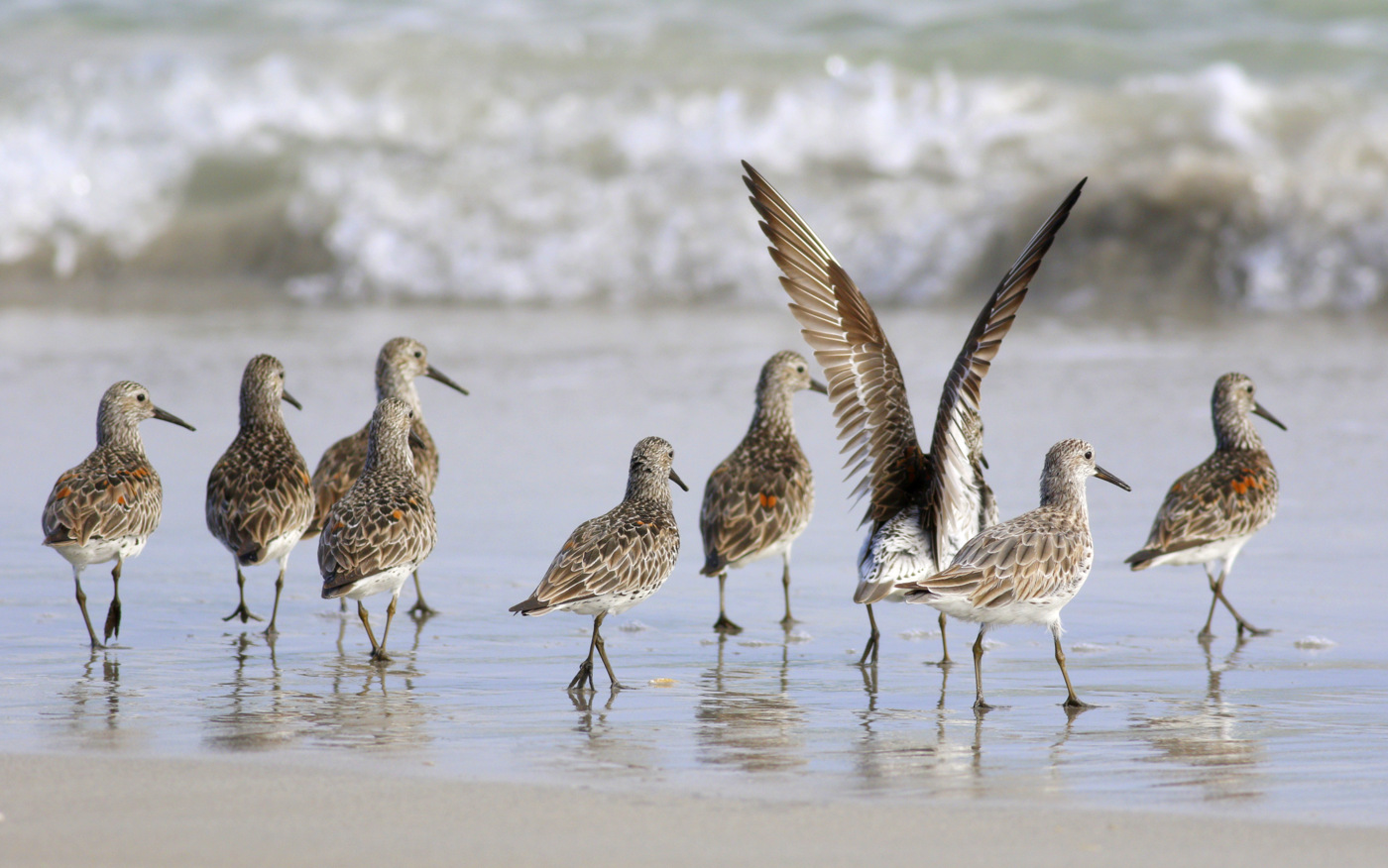 Great Knot (Image ID 30203)
