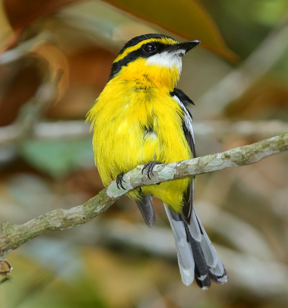 Yellow-breasted Boatbill (Image ID 30199)