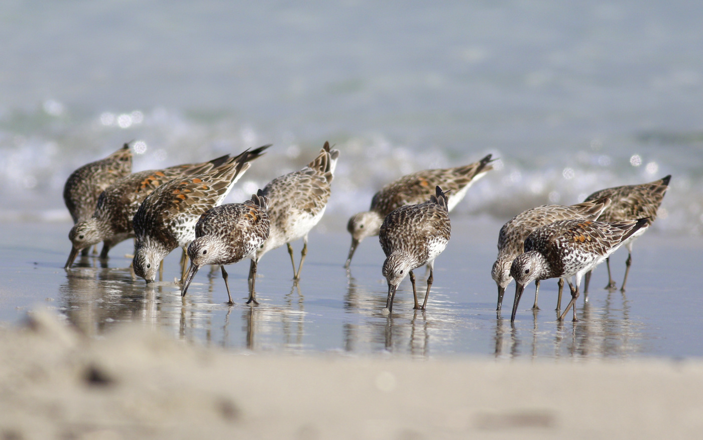 Great Knot (Image ID 30205)