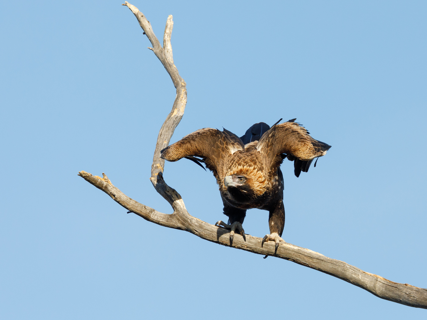 Wedge-tailed Eagle (Image ID 30414)