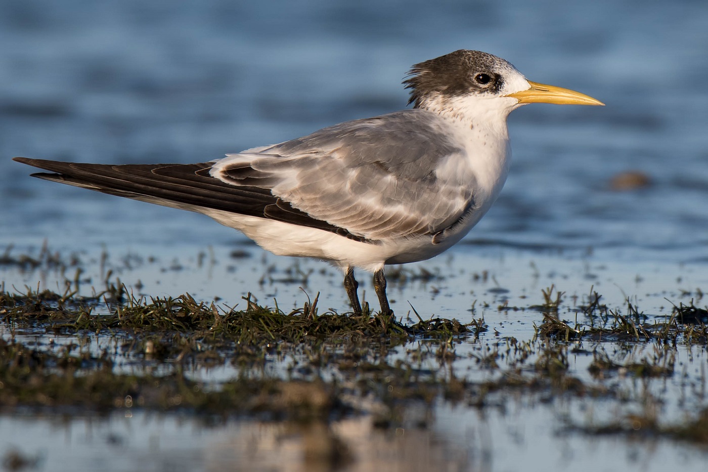 Greater Crested Tern (Image ID 30105)