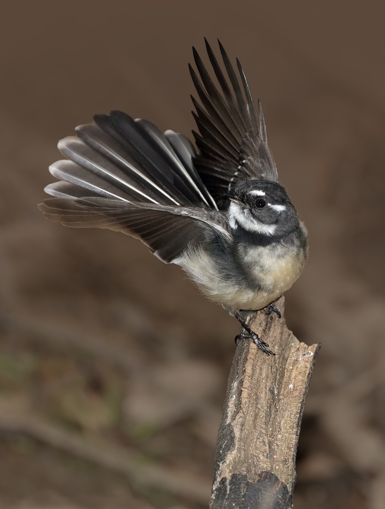 Grey Fantail (Image ID 30441)