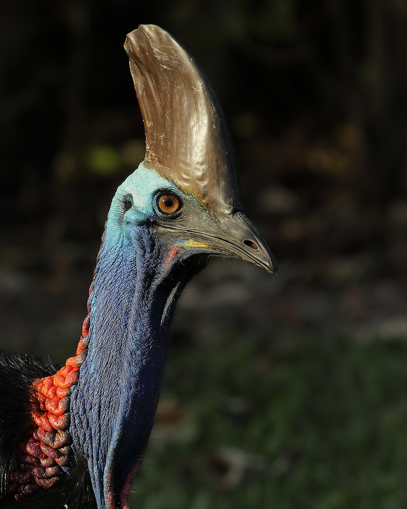 Southern Cassowary (Image ID 30192)