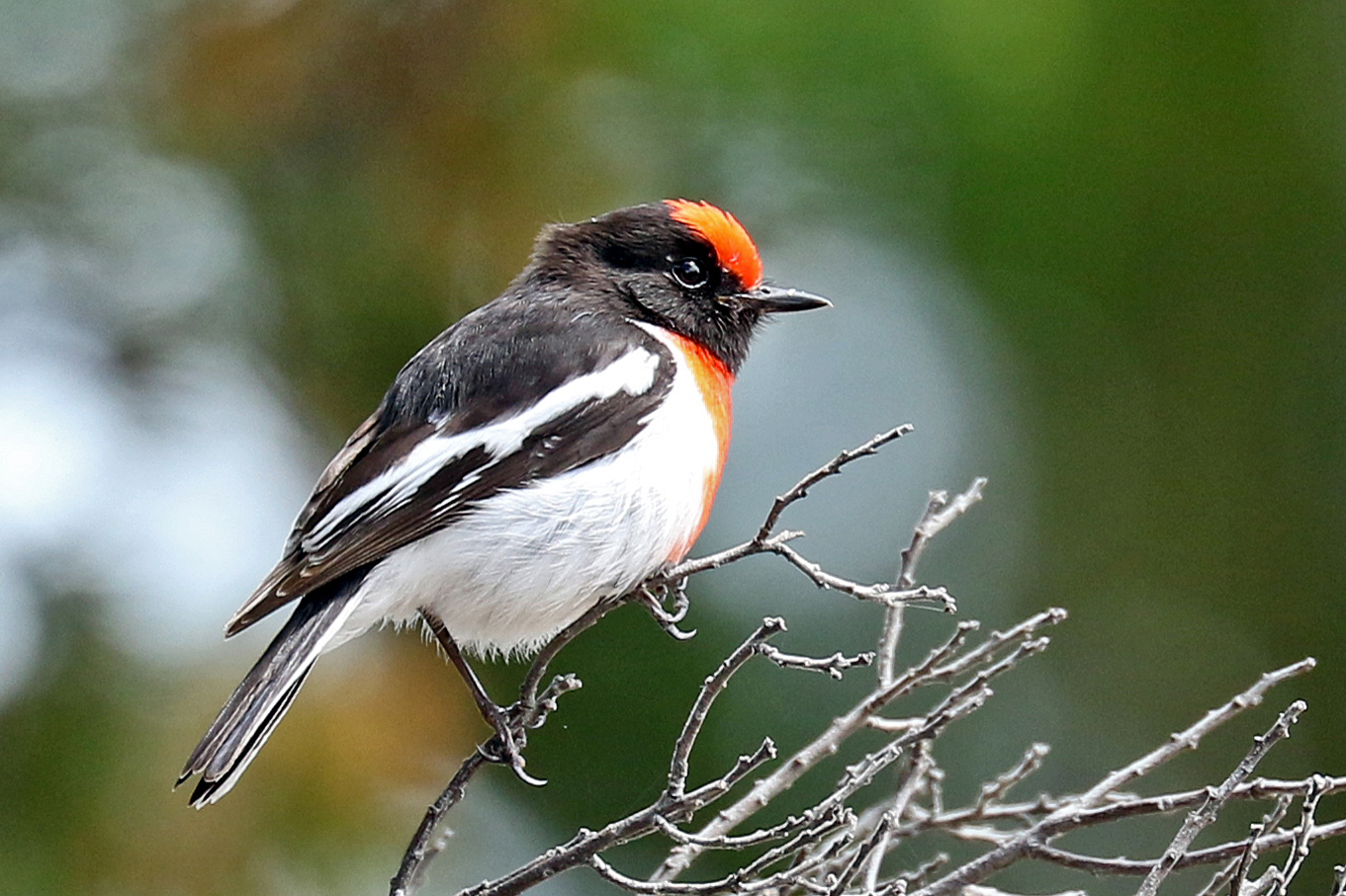 Red-capped Robin (Image ID 30409)