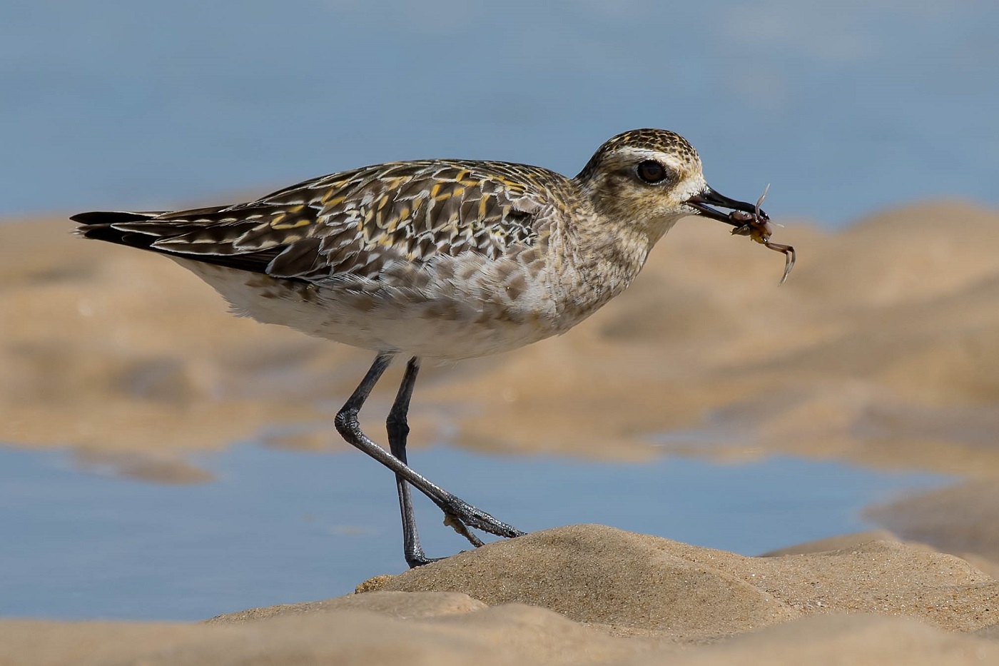 Pacific Golden Plover (Image ID 30124)