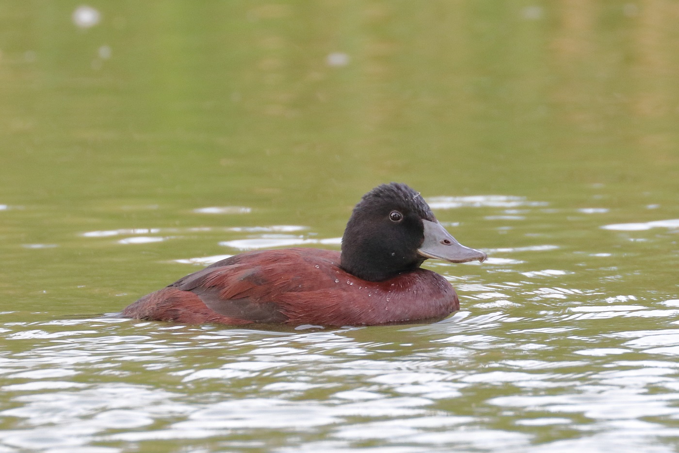 Blue-billed Duck (Image ID 30165)
