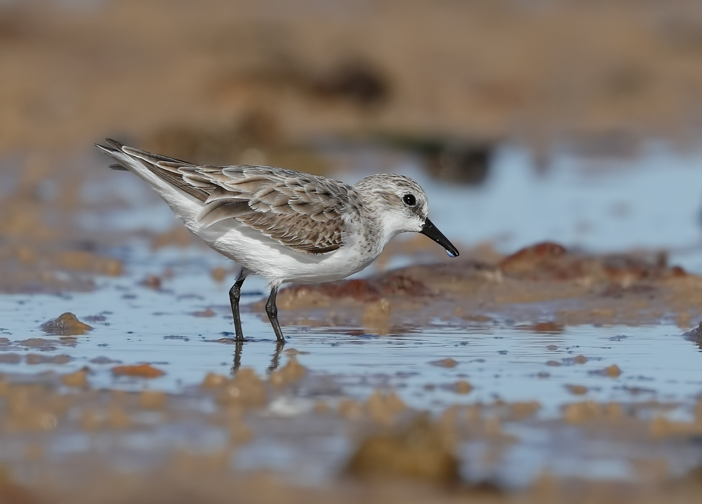 Red-necked Stint (Image ID 30161)