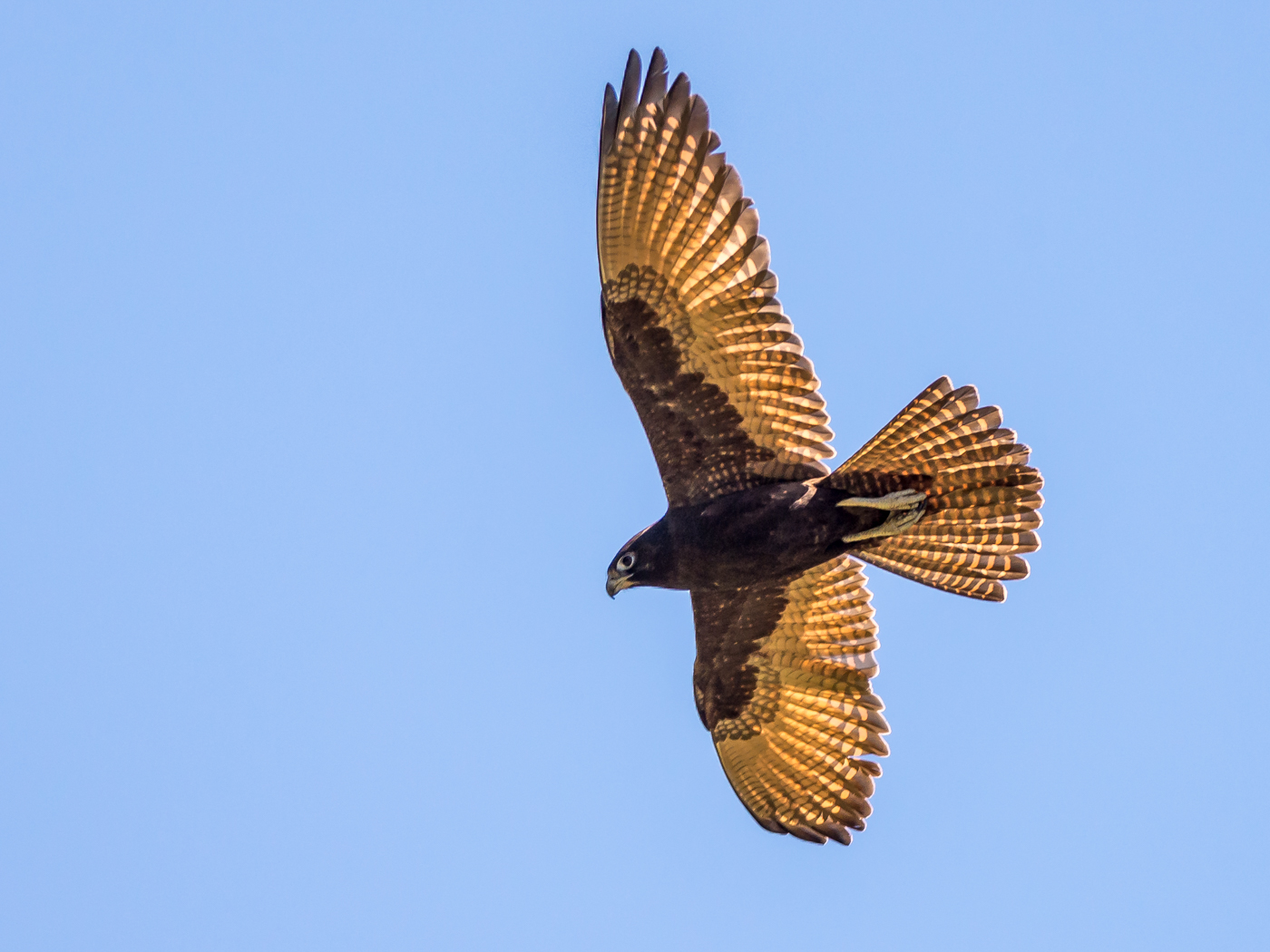 Brown Falcon (Image ID 30629)