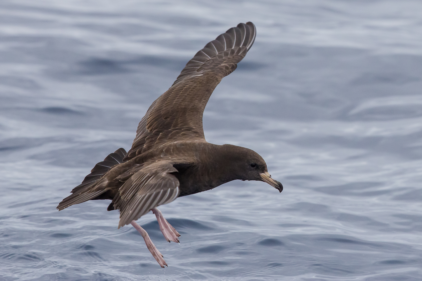 Flesh-footed Shearwater (Image ID 30715)