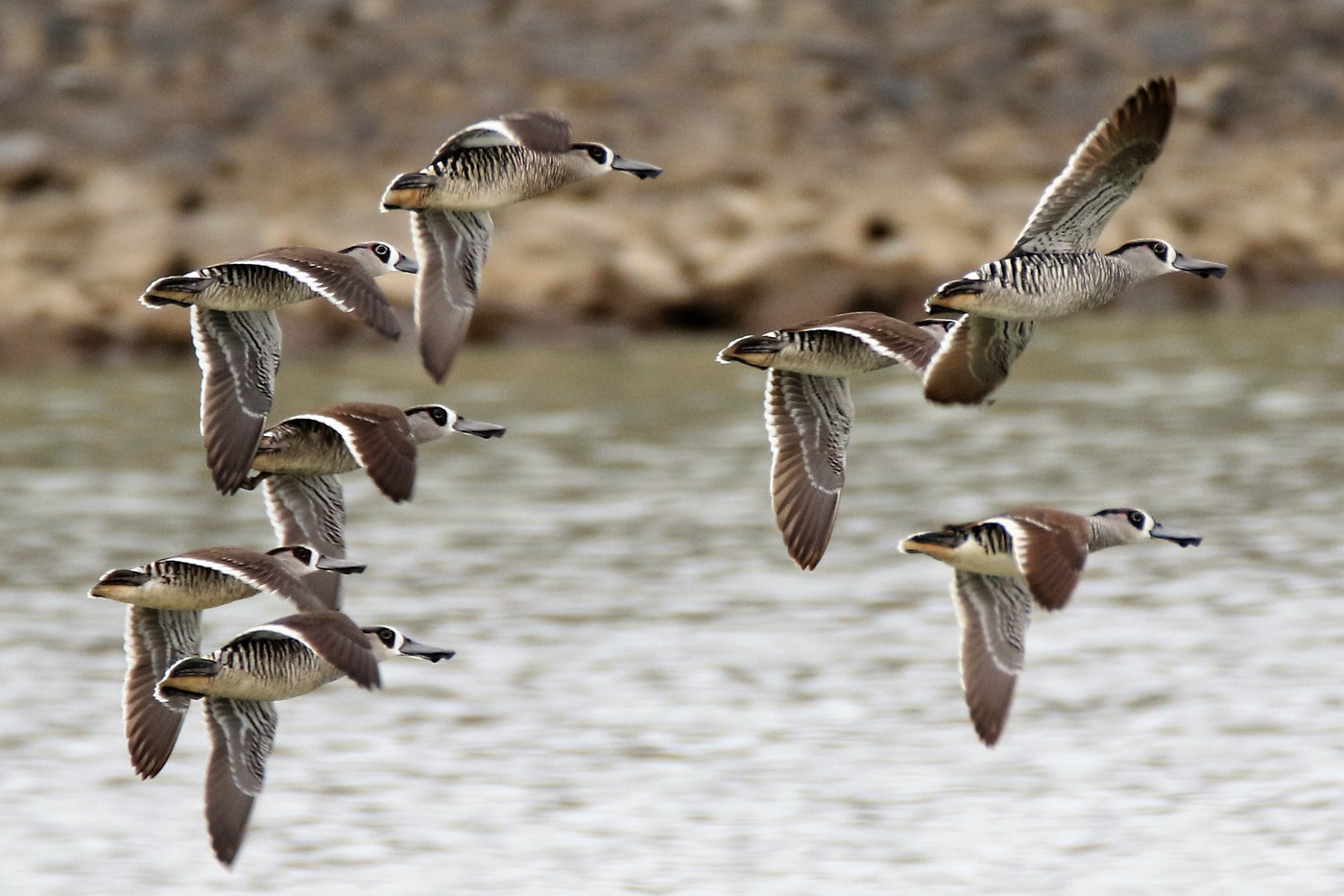 Pink-eared Duck (Image ID 30621)