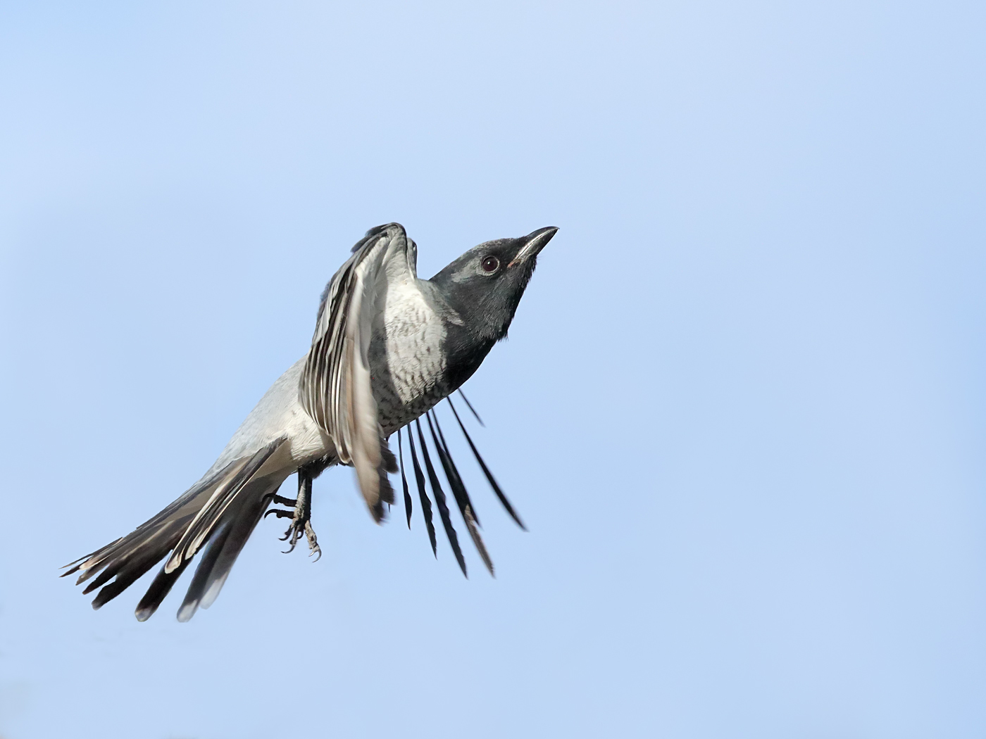 White-bellied Cuckoo-shrike (Image ID 30754)