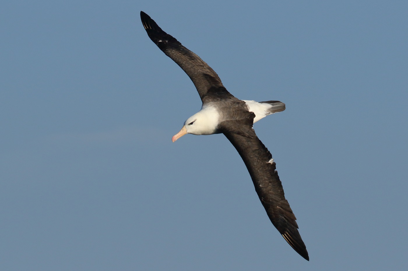 Black-browed Albatross (Image ID 30601)
