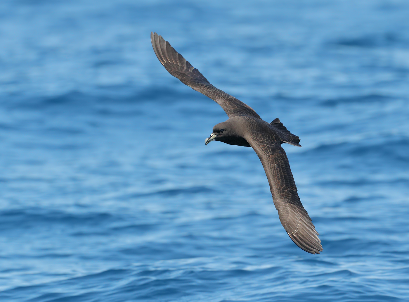 White-chinned Petrel (Image ID 30717)