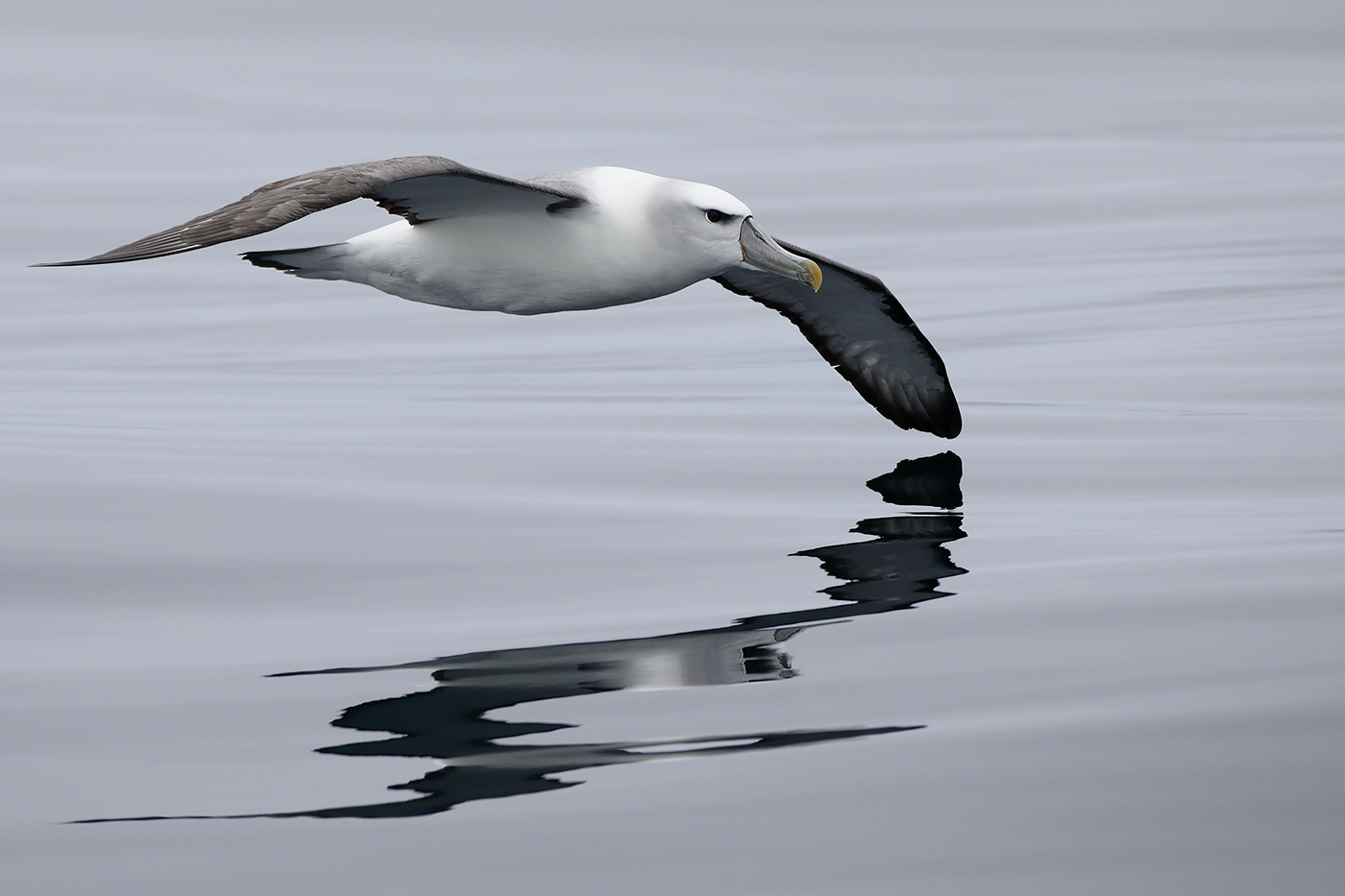 Shy Albatross (Image ID 30540)