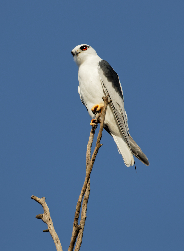 Black-shouldered Kite (Image ID 30472)