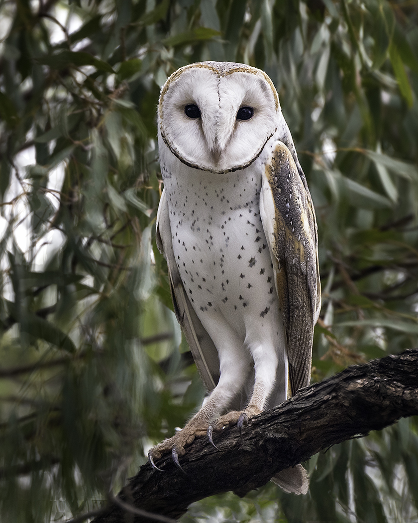 Barn Owl (Image ID 30545)