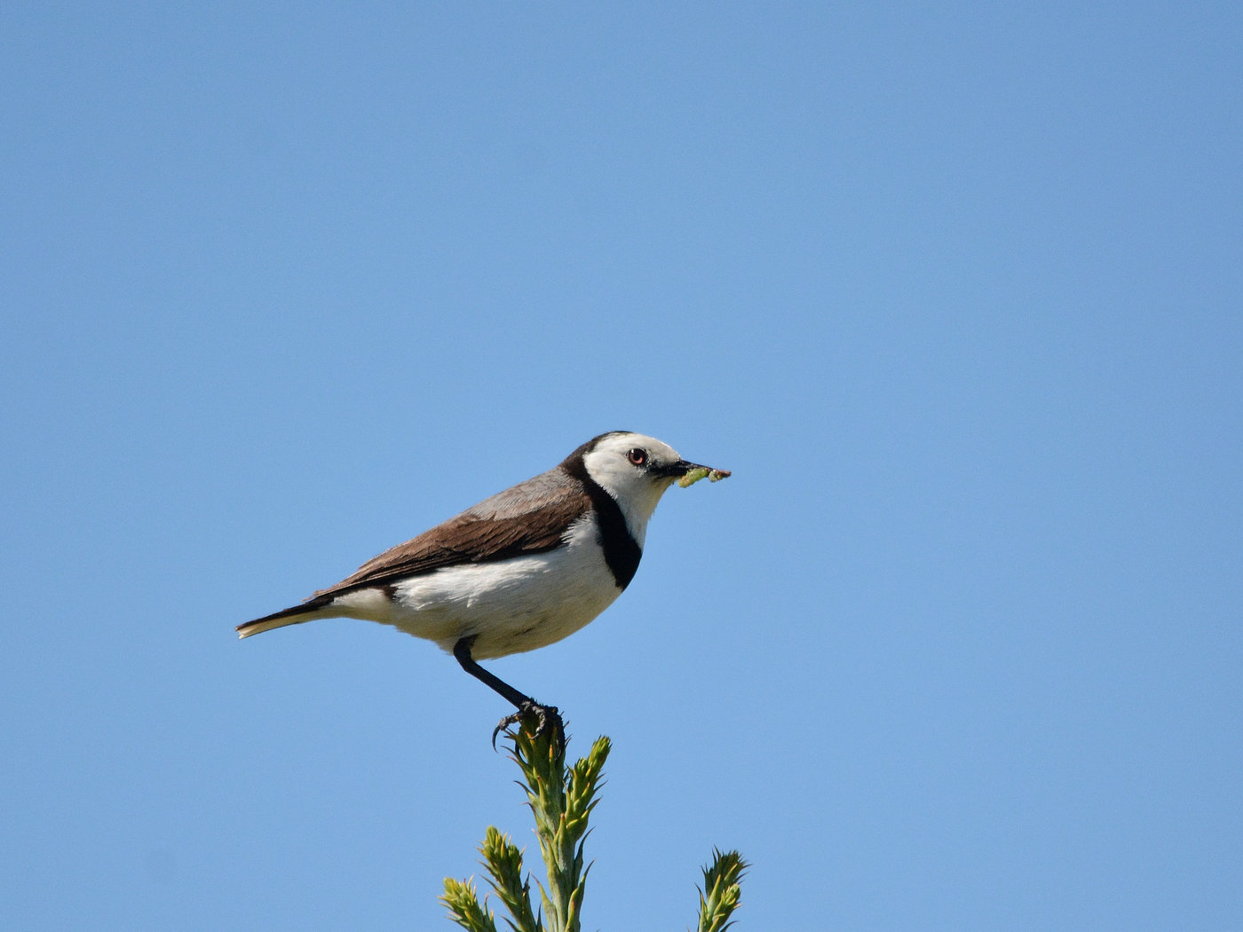 White-fronted Chat (Image ID 30515)