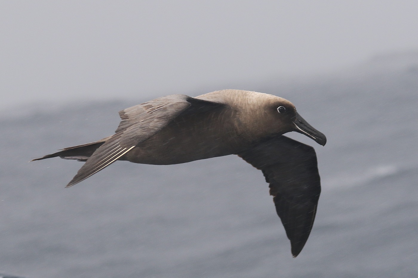 Sooty Albatross (Image ID 30530)