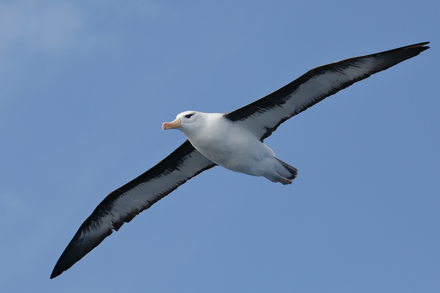 Black-browed Albatross (Image ID 30539)