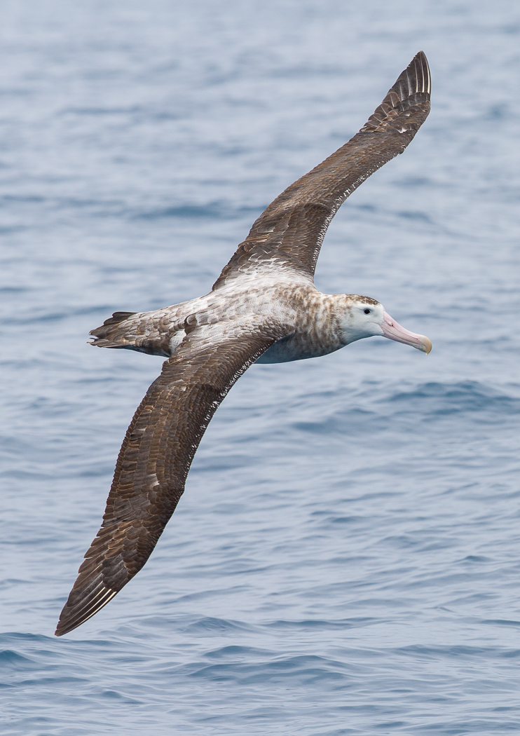 Wandering Albatross (Image ID 30525)