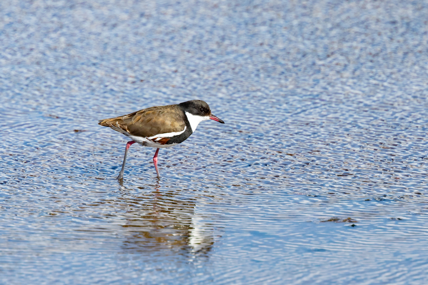 Red-kneed Dotterel (Image ID 30489)