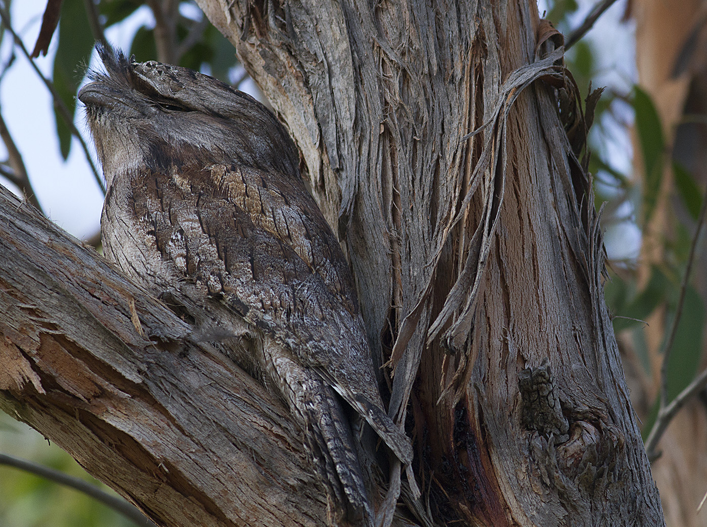 Tawny Frogmouth (Image ID 30703)