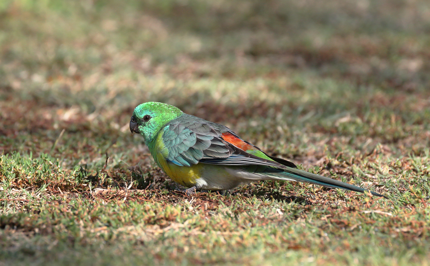 Red-rumped Parrot (Image ID 30520)