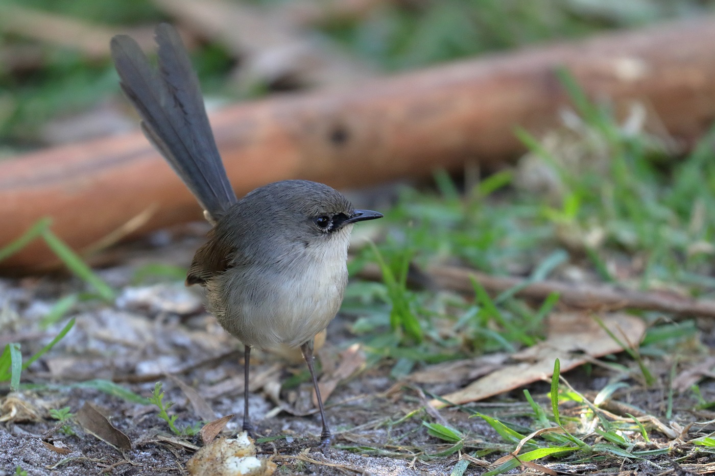 Red-winged Fairy-wren (Image ID 30699)