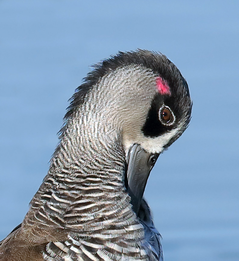 Pink-eared Duck (Image ID 30474)