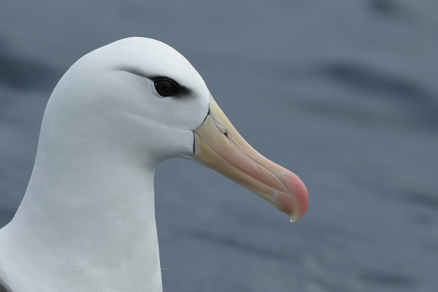 Black-browed Albatross (Image ID 30533)