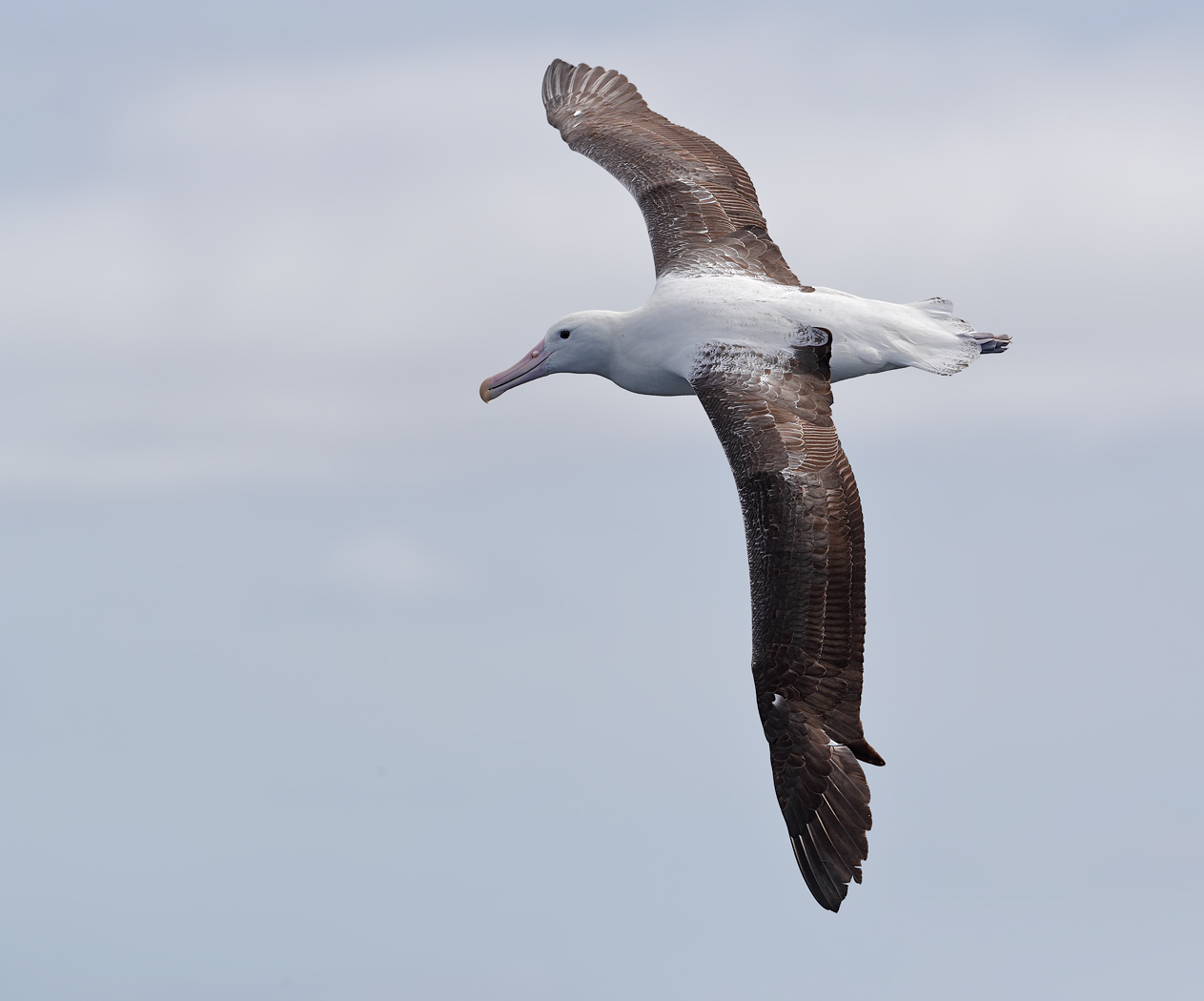 Southern Royal Albatross (Image ID 30532)