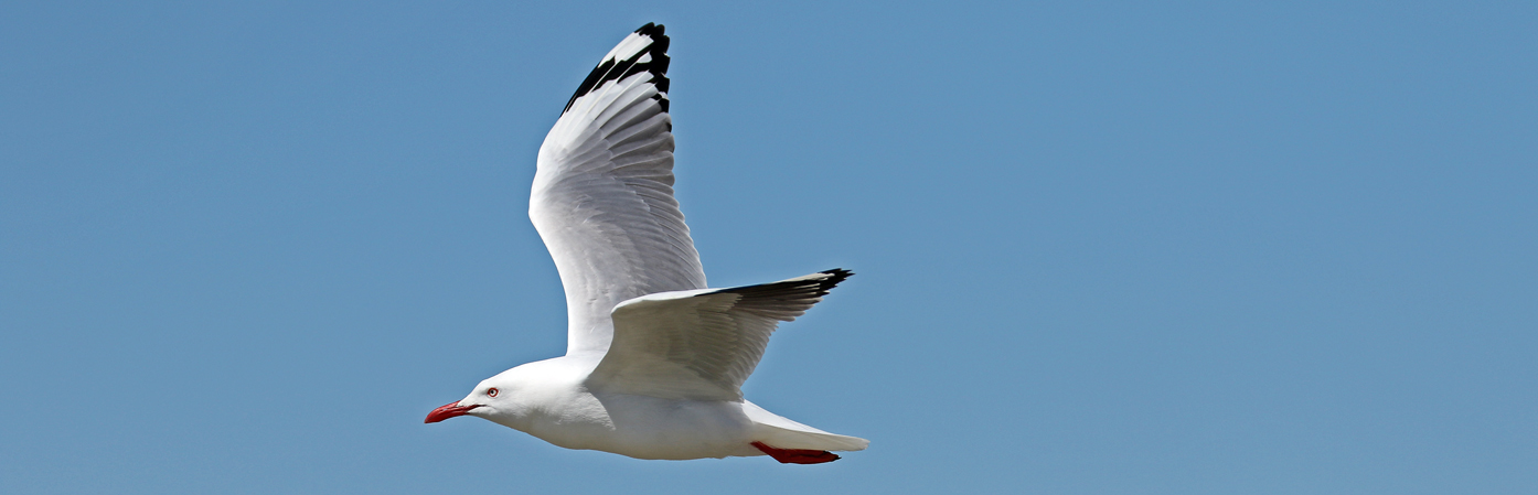 Silver Gull (Image ID 30450)