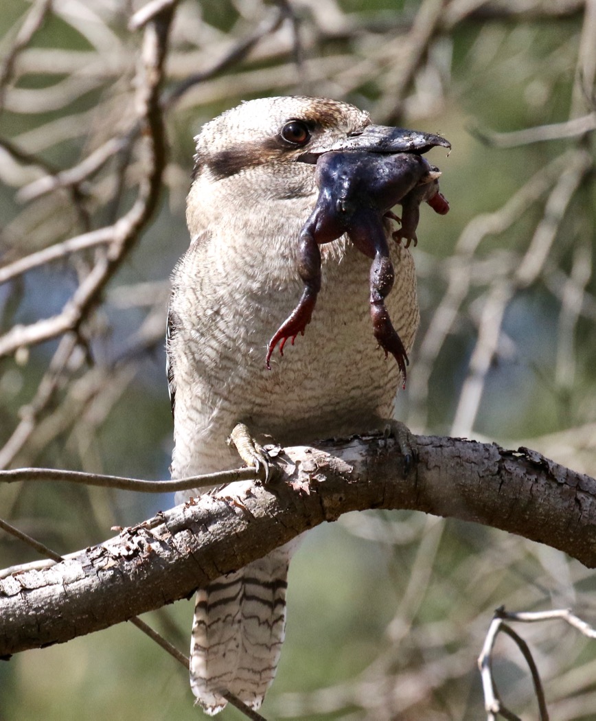 Laughing Kookaburra (Image ID 30608)
