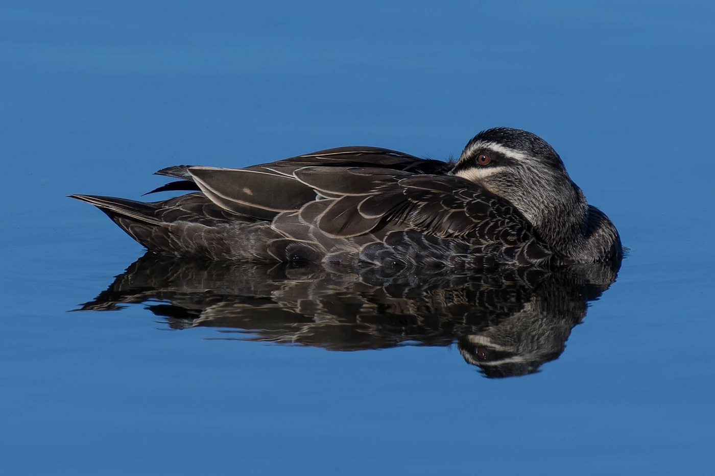 Pacific Black Duck (Image ID 30706)