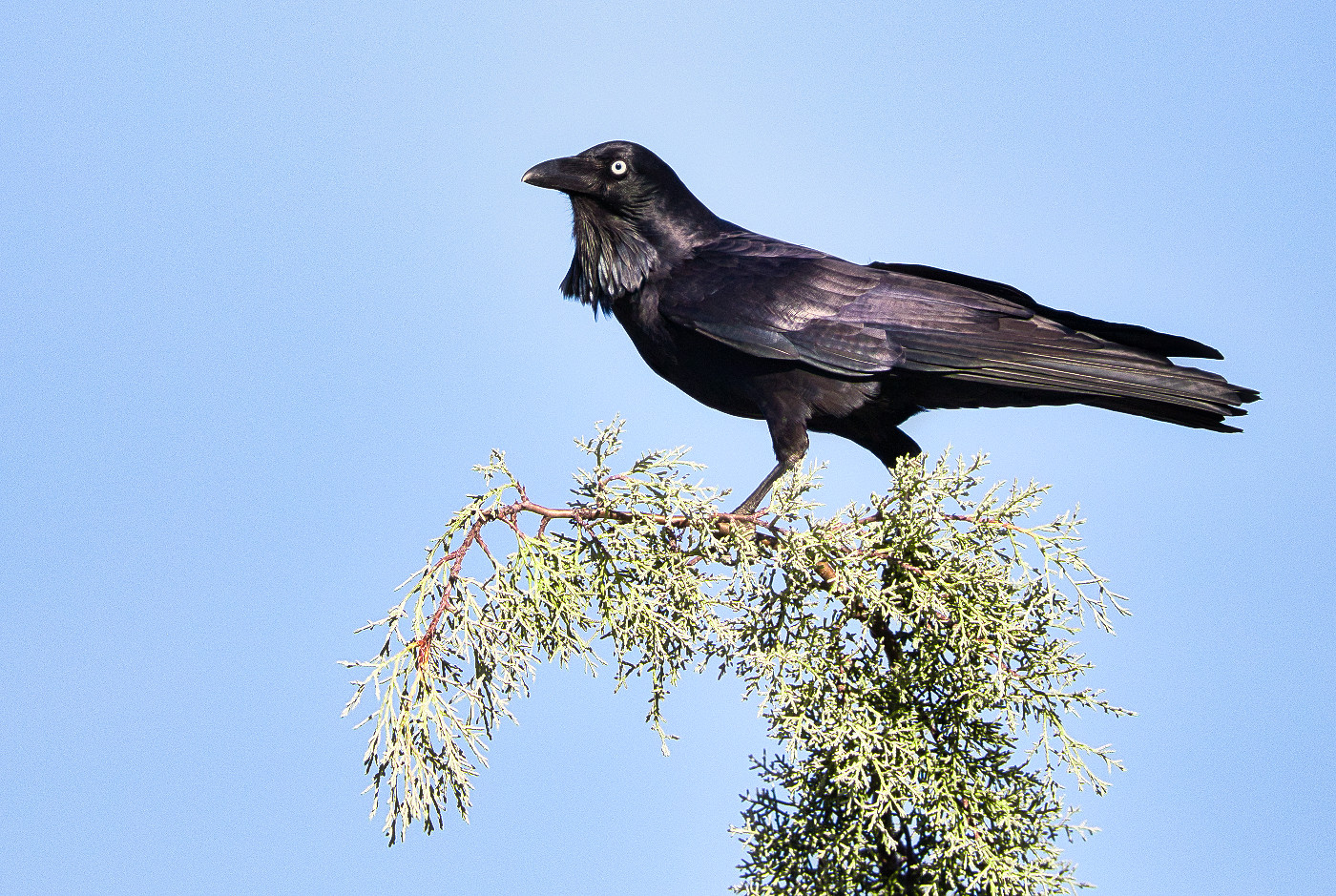 Australian Raven (Image ID 30449)