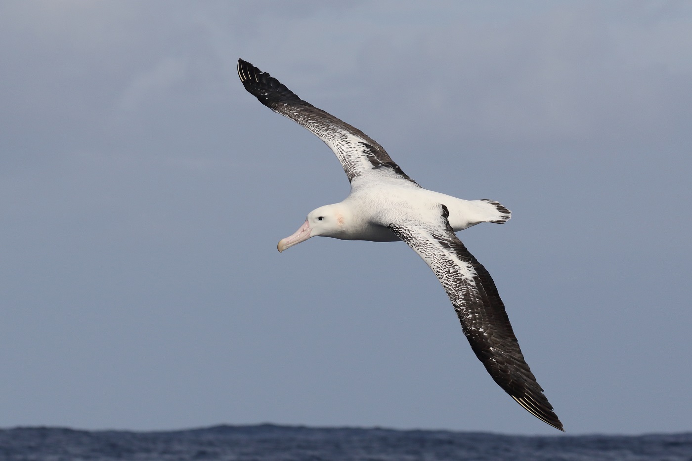 Wandering Albatross (Image ID 30538)