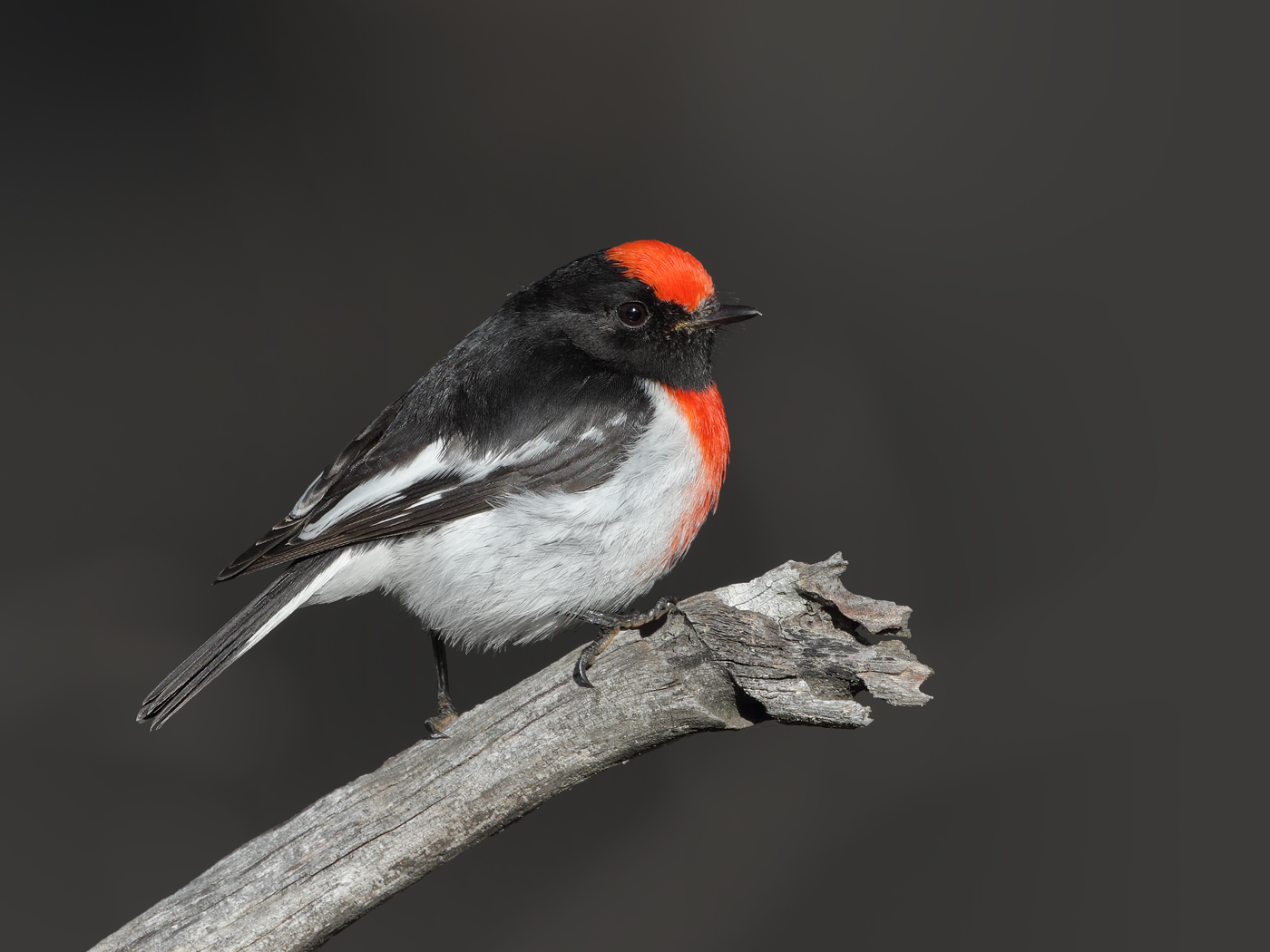 Red-capped Robin (Image ID 30747)