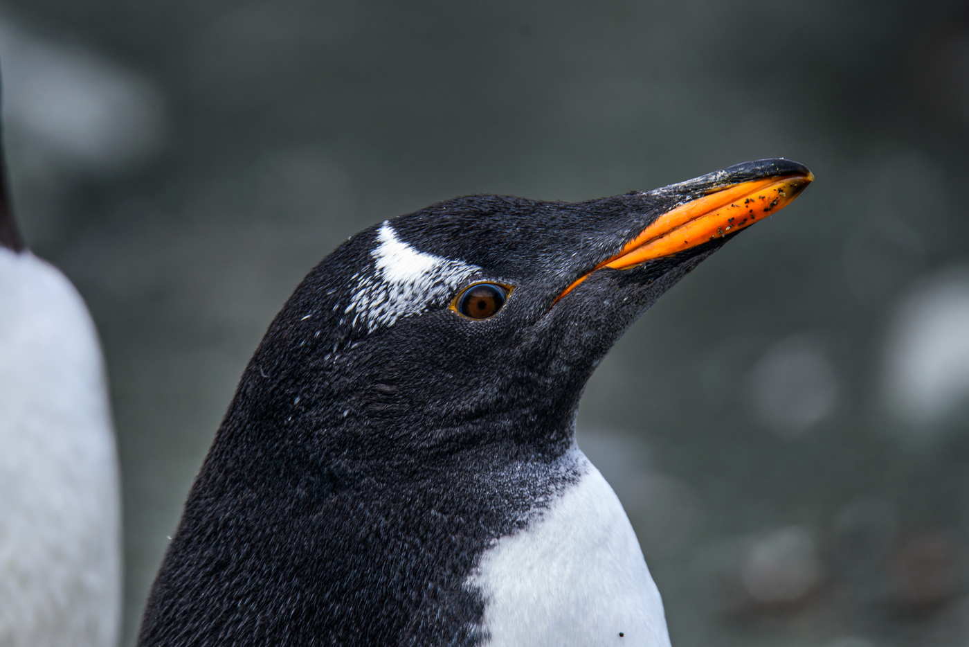 Gentoo Penguin (Image ID 30504)