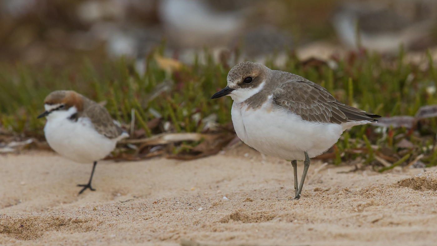 Red-capped Plover,Greater Sand Plover (Image ID 30477)