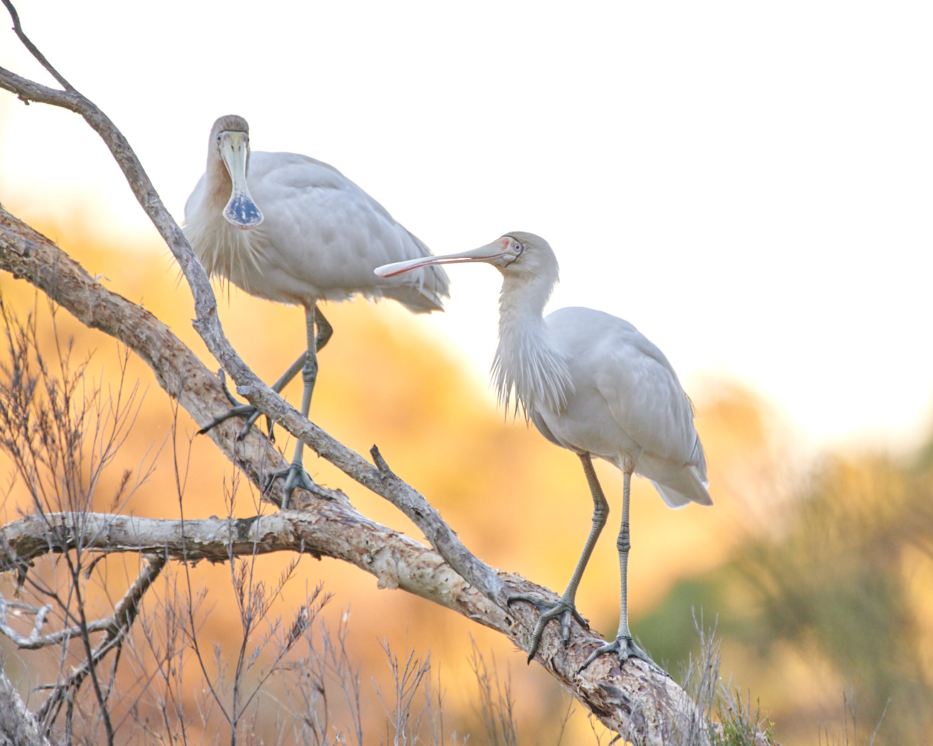 Yellow-billed Spoonbill (Image ID 30645)