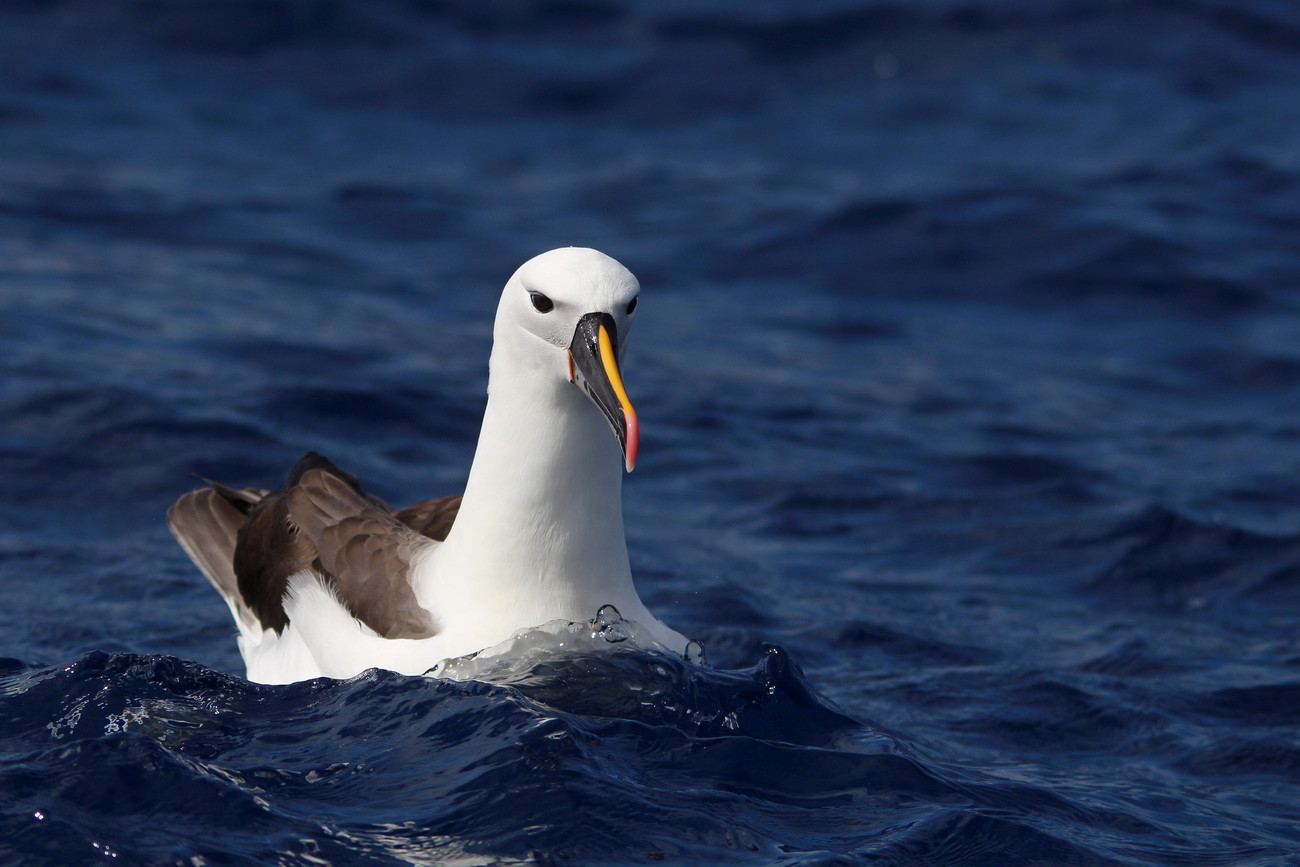 Indian Yellow-nosed Albatross (Image ID 30537)