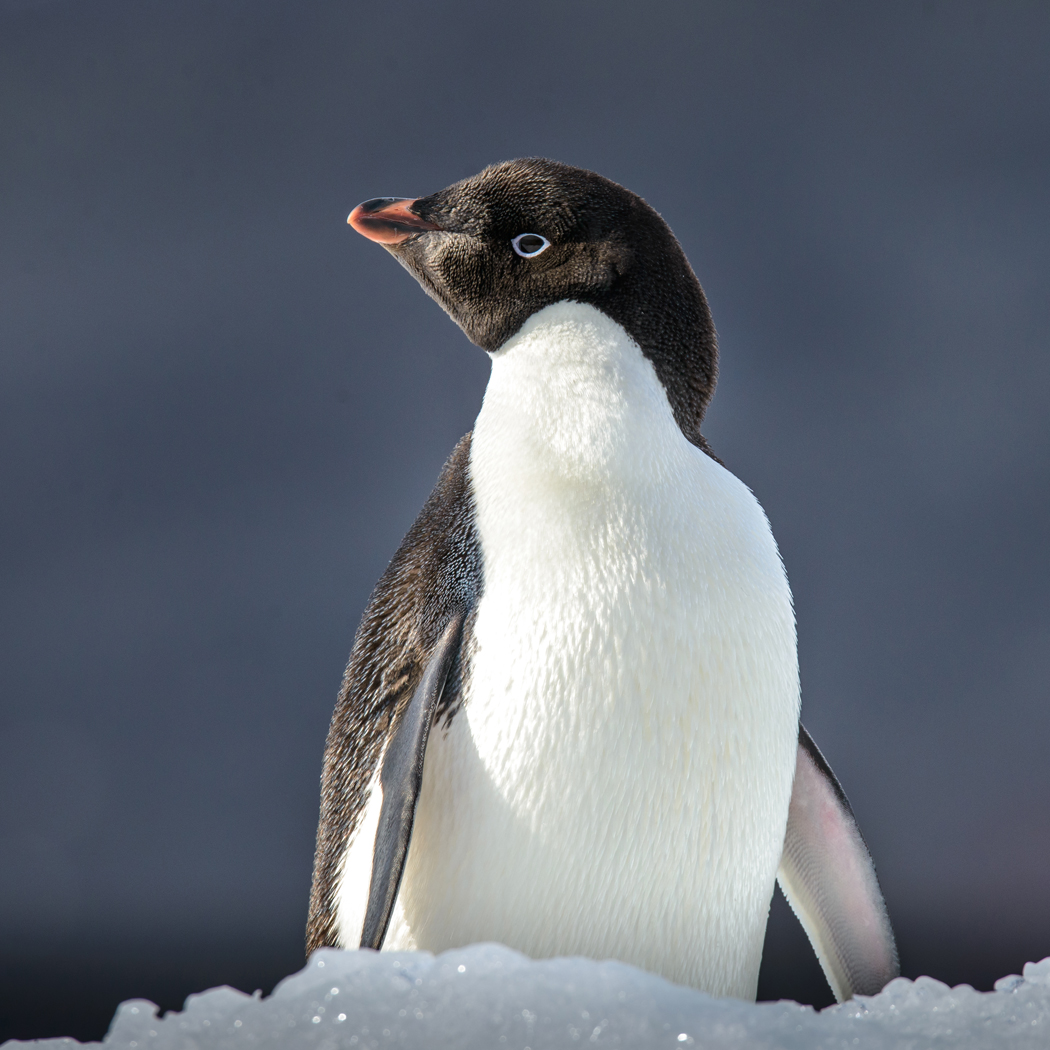 Adelie Penguin (Image ID 30501)