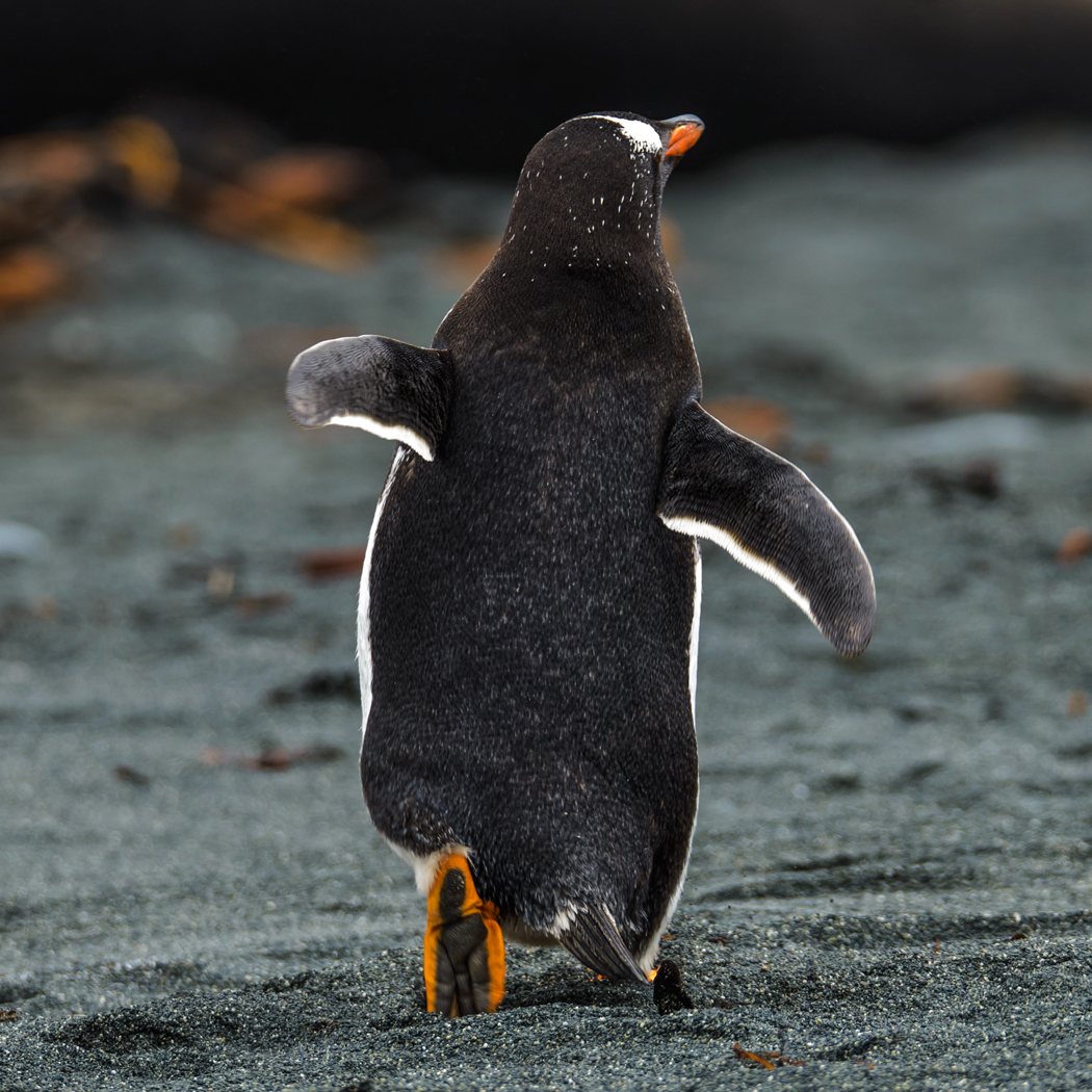 Gentoo Penguin (Image ID 30503)