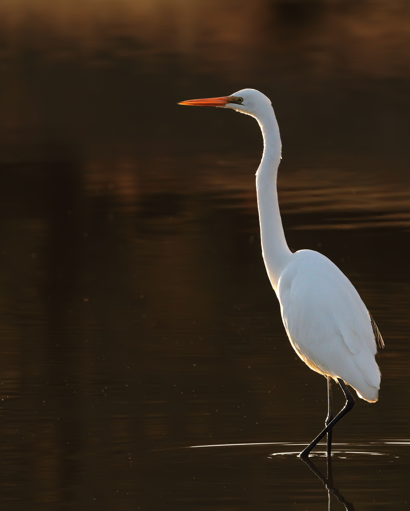 Great Egret (Image ID 30683)