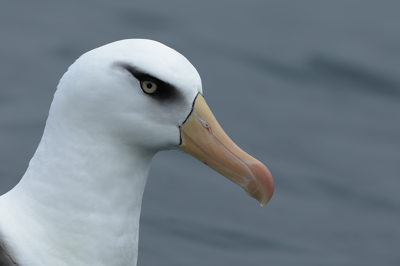 Campbell Albatross (Image ID 30534)
