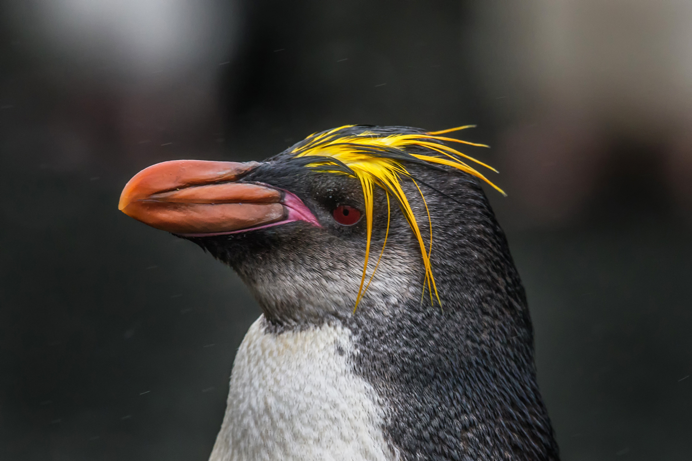 Royal Penguin (Image ID 30606)
